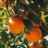 Bio Pomarančovník horký (Citrus × aurantium)