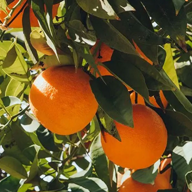 Bio Pomarančovník horký (Citrus × aurantium)