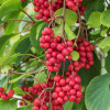 Schisandra chinesis SADOVA  NO1