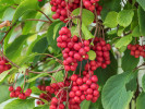 Schisandra chinesis SADOVA  NO1 - Tutifruti SK