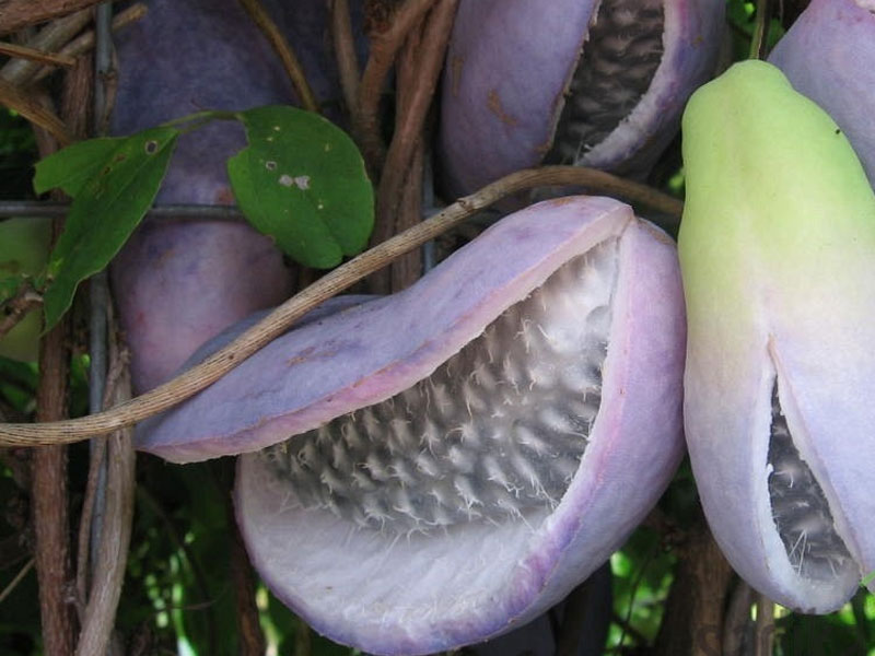 Akebia quinata VARIEGATA - Tutifruti SK