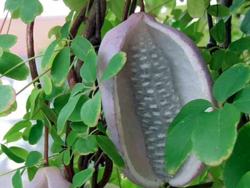 Akébia päťpočetná (Akebia quinata) SILVER BELLS - Tutifruti SK