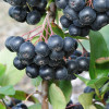 Arónia (Aronia prunifolia) NERO