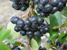 Apfelbeeren (Aronia prunifolia) NERO