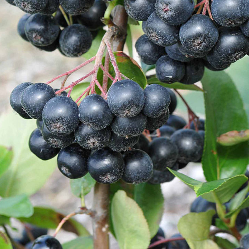 Arónia (Aronia prunifolia) NERO