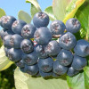 Bio Arónia (Aronia prunifolia) VIKING