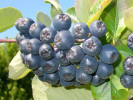 Bio Arónia (Aronia prunifolia) VIKING