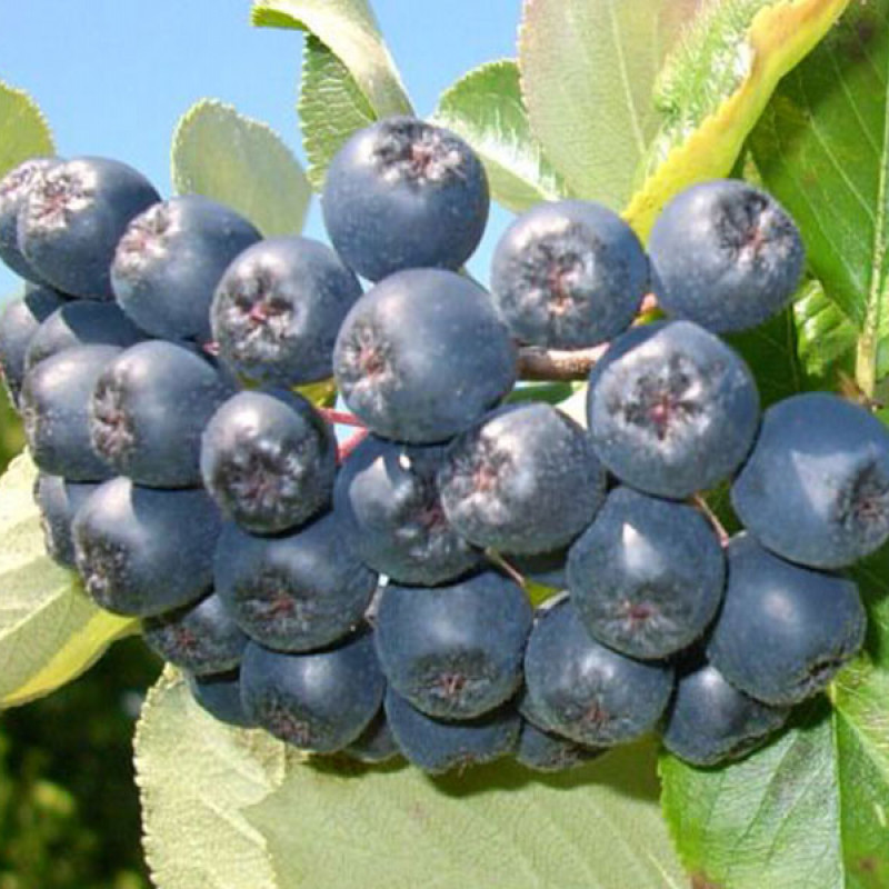 Bio Arónia (Aronia prunifolia) VIKING