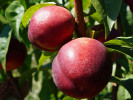 Nektarinka (Prunus persica var. nucipersica) HARCO - Tutifruti SK