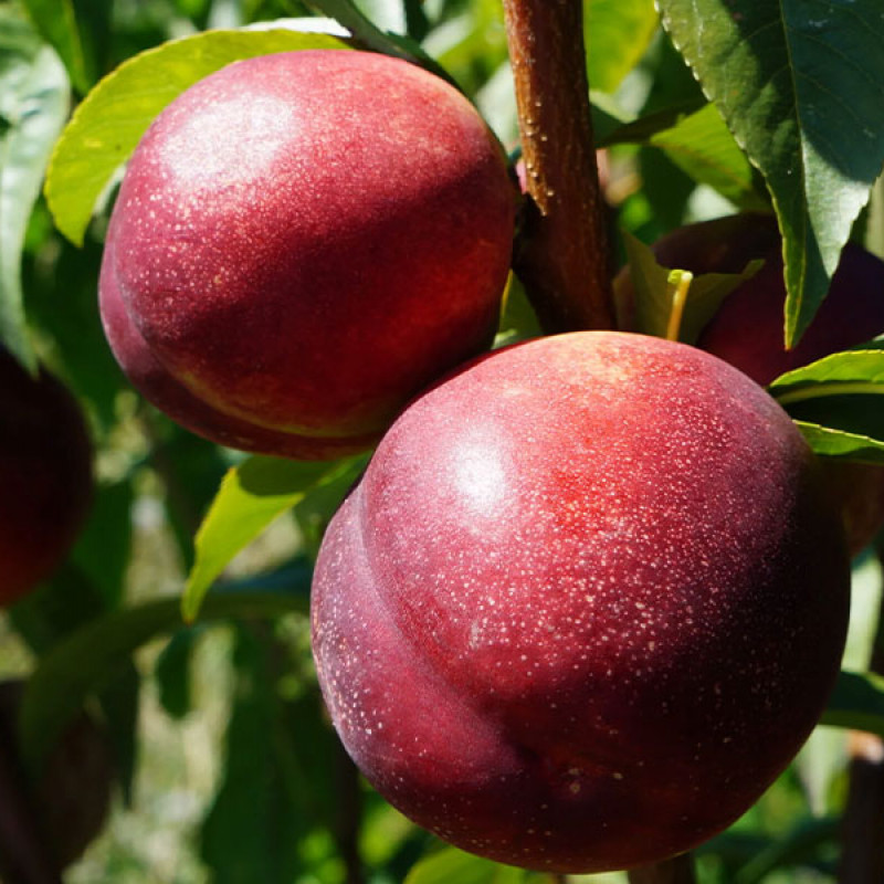 Nektarinka (Prunus persica var. nucipersica) HARCO