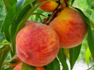 Peach (Prunus persica) HARROW BEAUTY - Tutifruti SK