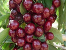 Čerešňa (Prunus avium) QUEEN MARY - Tutifruti SK