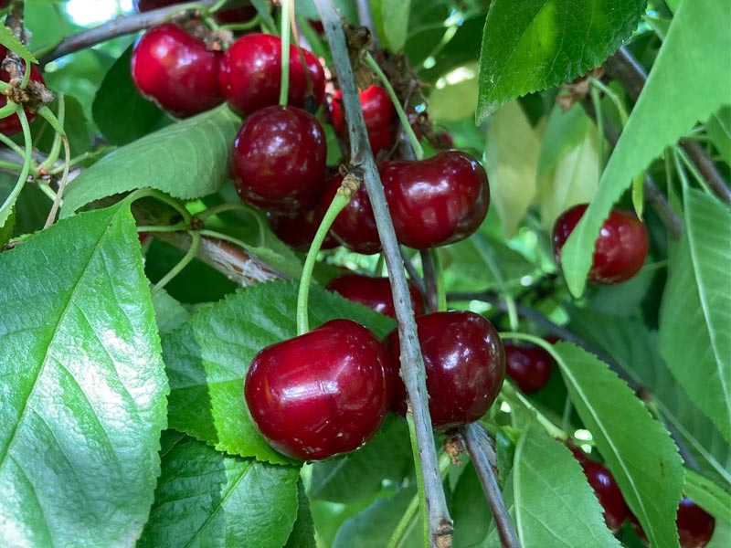 BIO Višňa AROMA SPUR SÄULENSAUERKIRSCHE (stĺpová) - Tutifruti SK