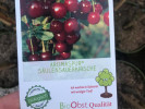 BIO Višňa AROMA SPUR SÄULENSAUERKIRSCHE (stĺpová) - Tutifruti SK