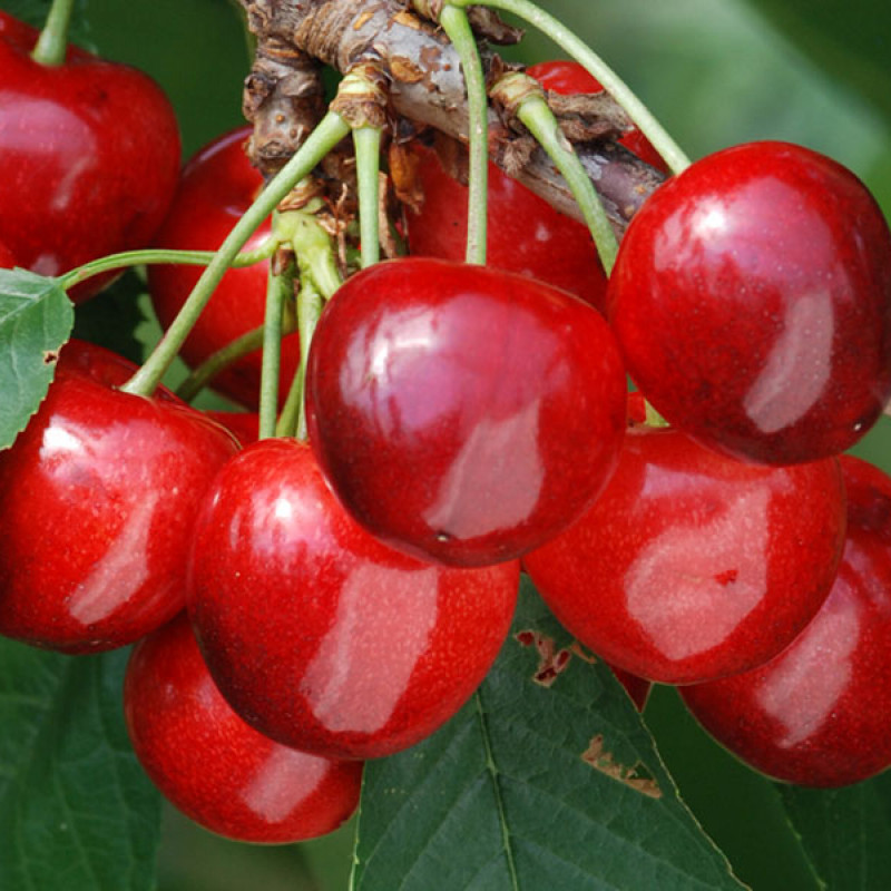 Čerešňa (Prunus avium) TAMARA