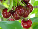 Čerešňa (Prunus avium) VICTORIA - Tutifruti SK