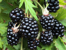 Bio Černica (Rubus fruticosus) THORNLESS EVERGREEN - Tutifruti SK