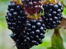 Černica (Rubus fruticosus) BLACK SATIN - Tutifruti SK