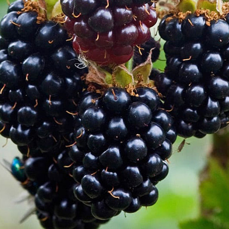 Černica (Rubus fruticosus) BLACK SATIN