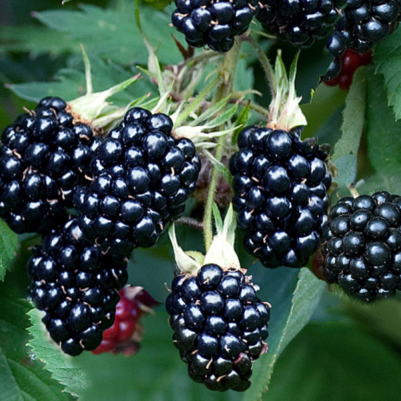 Černica (Rubus fruticosus) CHESTER