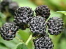 Černica (Rubus occidentalis) JEWEL