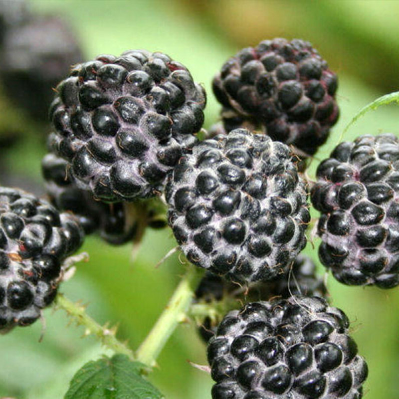 Černica (Rubus occidentalis) JEWEL