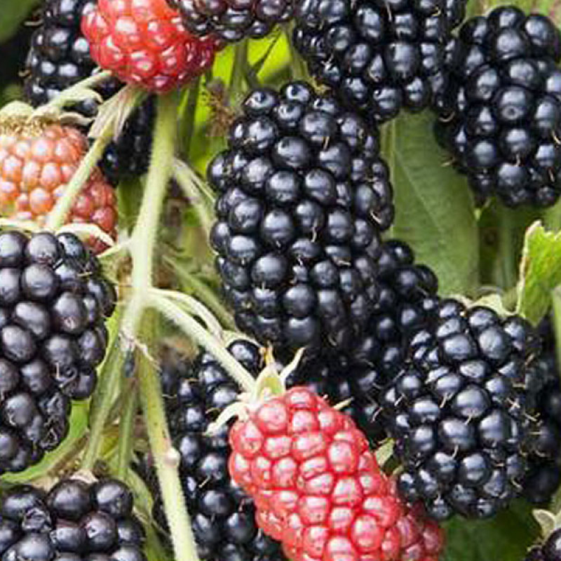 Bio Černica (Rubus fruticosus) THORNFREE