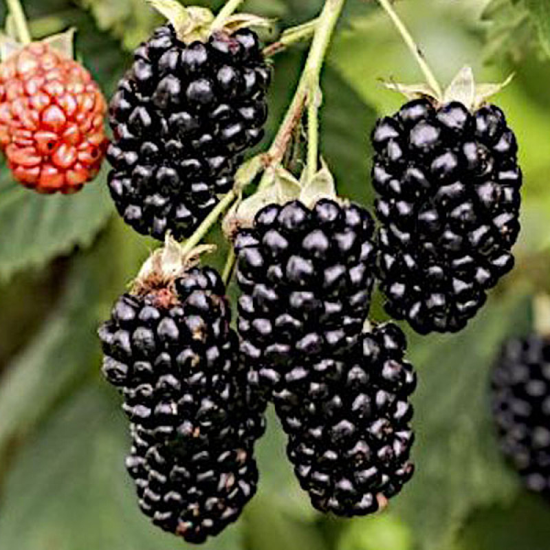 Černica (Rubus fruticosus) NAVAHO