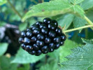 Černica (Rubus fruticosus) TRIPLE CROWN - Tutifruti SK