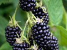 Černica (Rubus fruticosus) TRIPLE CROWN - Tutifruti SK