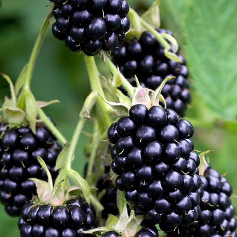 Černica (Rubus fruticosus) TRIPLE CROWN