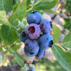 Čučoriedka (Vaccinium corymbosum) BONIFACY