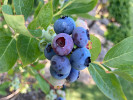 Čučoriedka (Vaccinium corymbosum) BONIFACY - Tutifruti SK