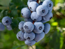 Čučoriedka (Vaccinium corymbosum) BRIGITTA BLUE