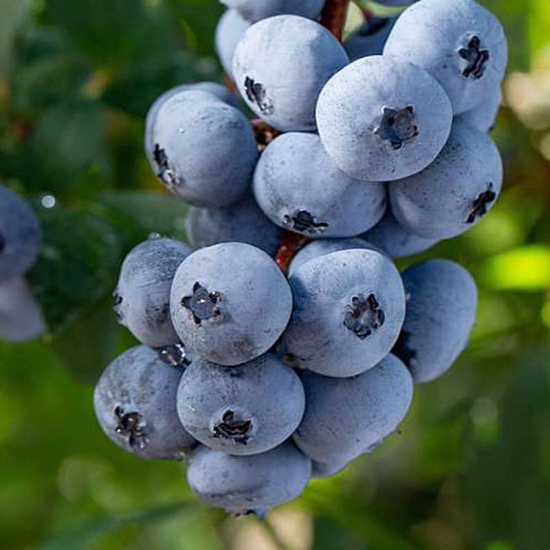 Čučoriedka (Vaccinium corymbosum) BRIGITTA BLUE