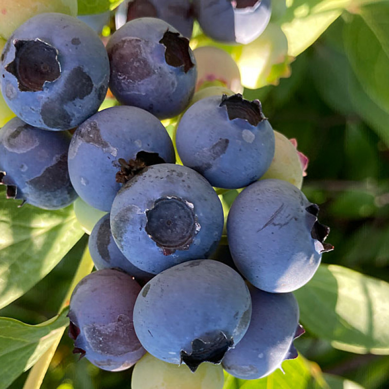 Čučoriedka (Vaccinium corymbosum) CHIPPEWA