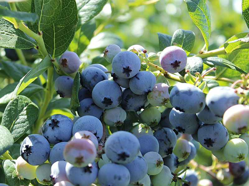 Čučoriedka (Vaccinium corymbosum) OLLE