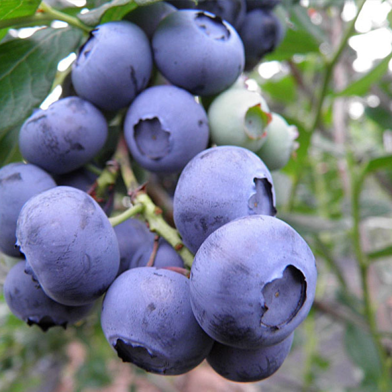 Čučoriedka (Vaccinium corymbosum) CHANDLER