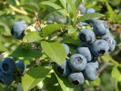 Čučoriedka (Vaccinium corymbosum) CHANTICLEER - Tutifruti SK