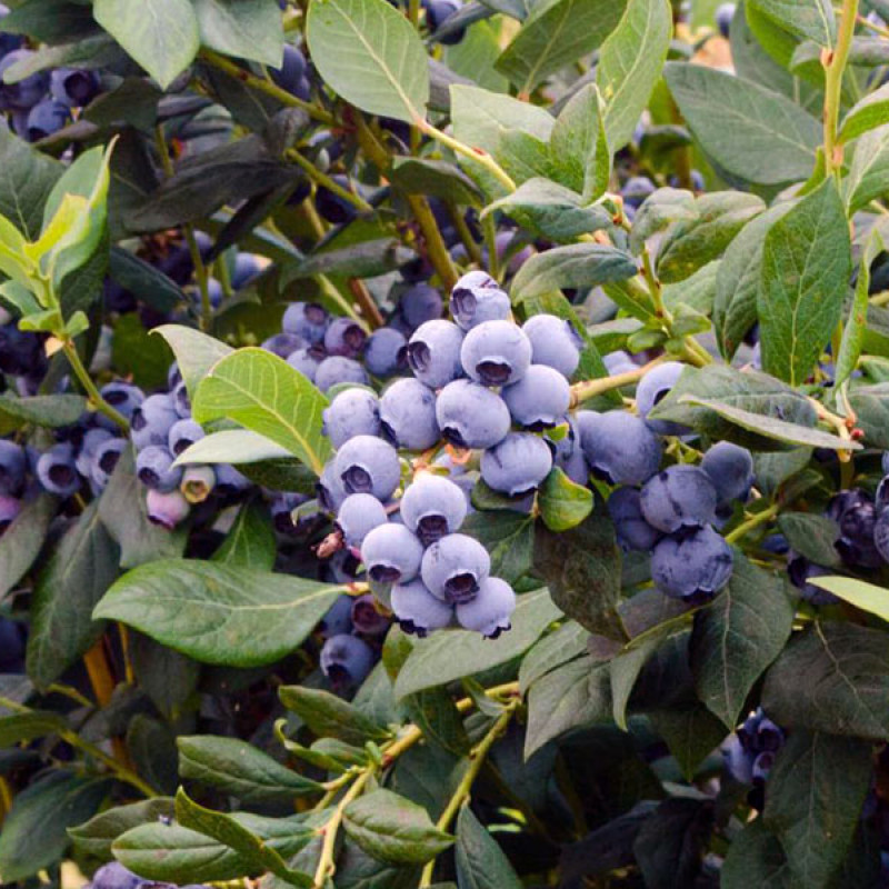 Čučoriedka (Vaccinium corymbosum) ELIOT