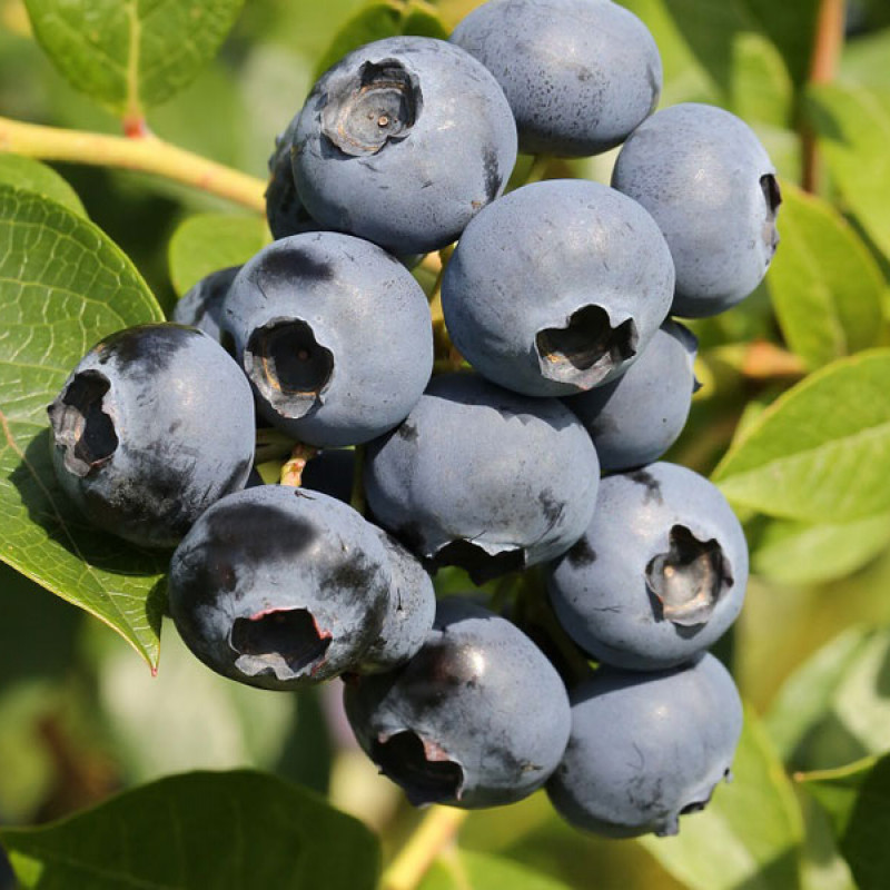 Čučoriedka (Vaccinium corymbosum) EMIL