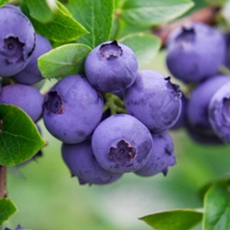 Čučoriedka (Vaccinium corymbosum) GOLDTRAUBE