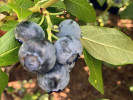 Čučoriedka (Vaccinium corymbosum) LIBERTY