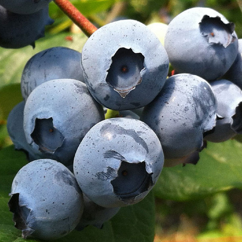 Čučoriedka (Vaccinium corymbosum) NELSON