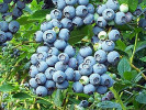 Čučoriedka (Vaccinium corymbosum) NORTH BLUE