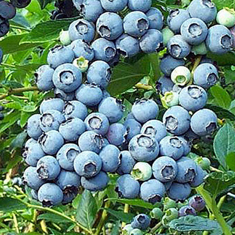 Čučoriedka (Vaccinium corymbosum) NORTH BLUE