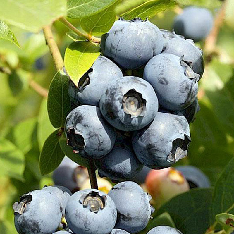 Čučoriedka (Vaccinium corymbosum) NORTHLAND