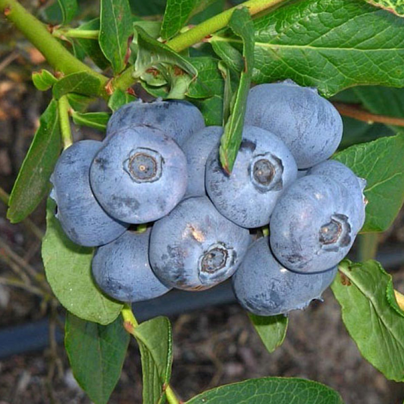 Čučoriedka (Vaccinium corymbosum) PATRIOT