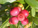 Čučoriedka (Vaccinium corymbosum) Pink Lemonade