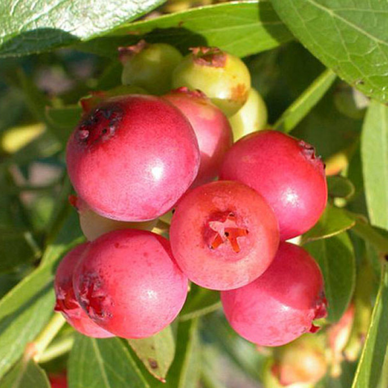 Čučoriedka (Vaccinium corymbosum) Pink Lemonade